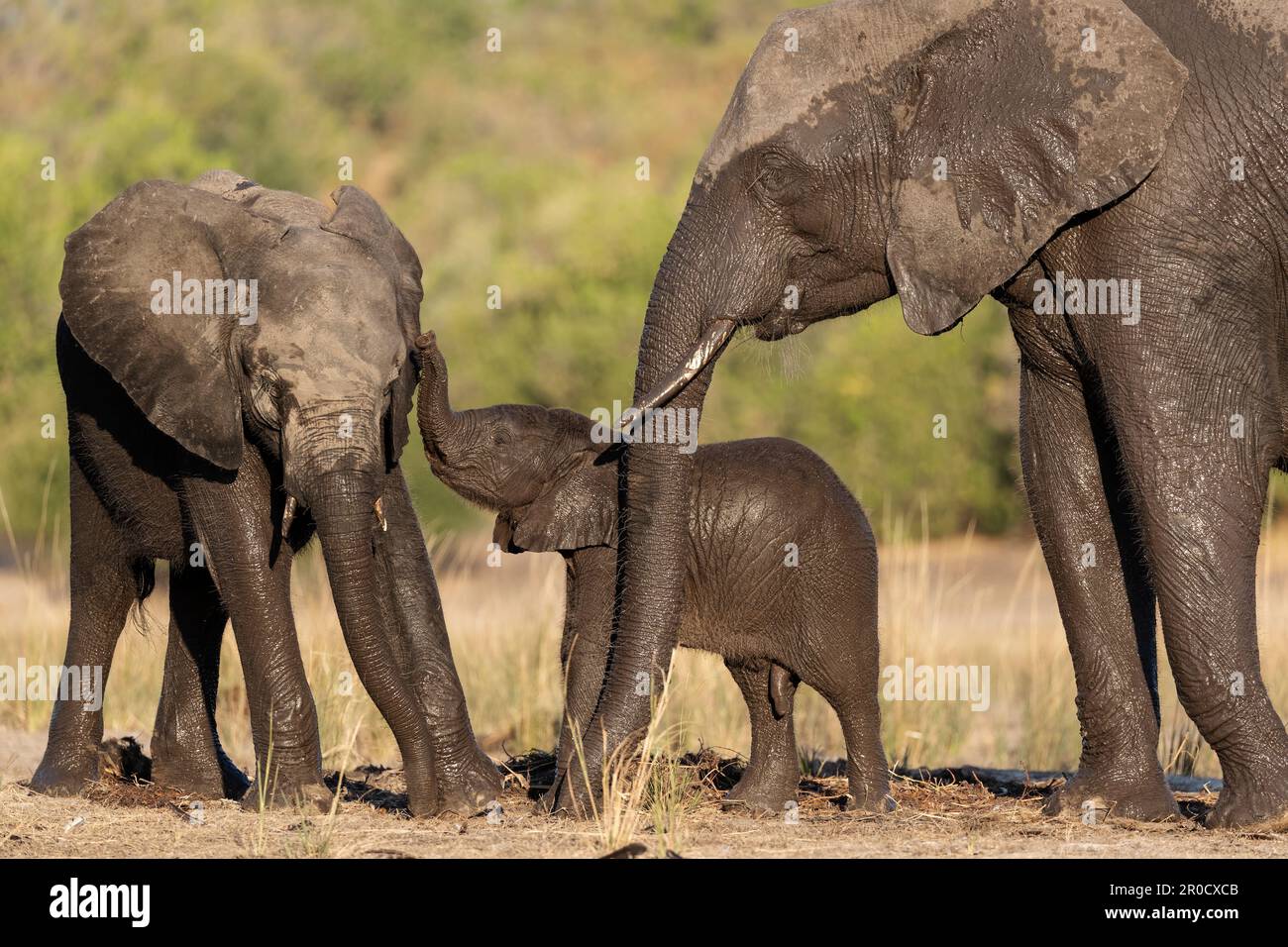 Elefanti africani (Loxodonta africana), parco nazionale di Chobe, Botswana Foto Stock