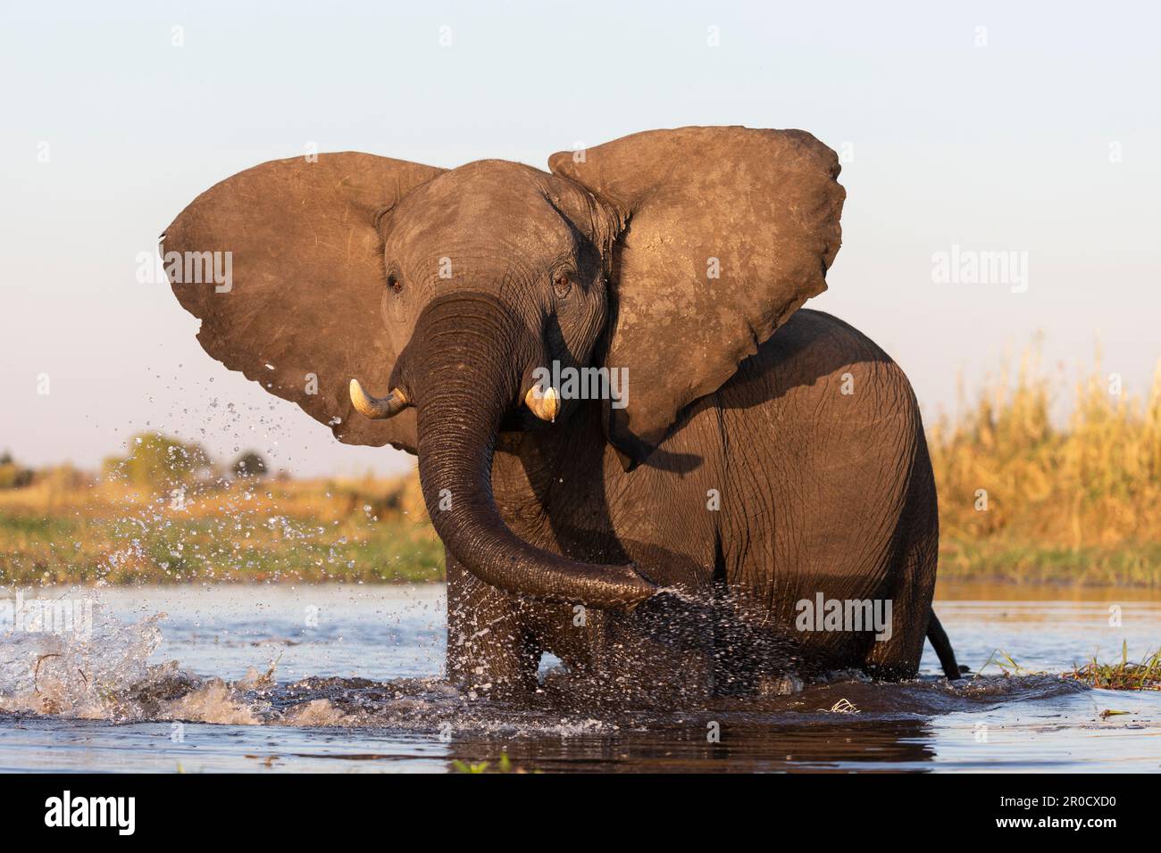 Elefante africano (Loxodonta africana), parco nazionale di Chobe, Botswana Foto Stock