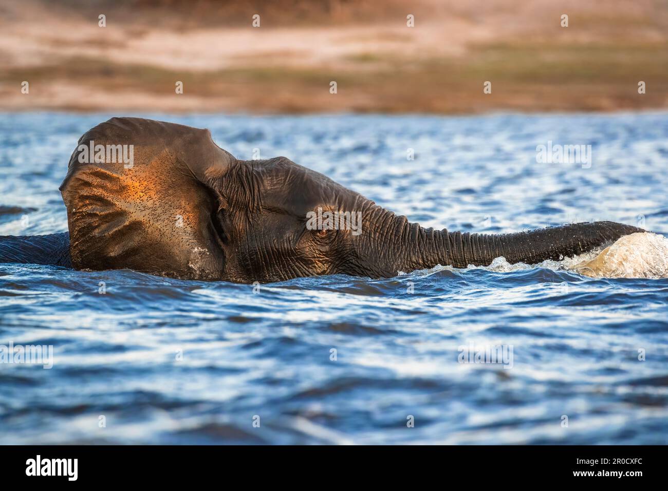 Elefante africano (Loxodonta africana) nuoto nel fiume Chobe, parco nazionale di Chobe, Botswana Foto Stock