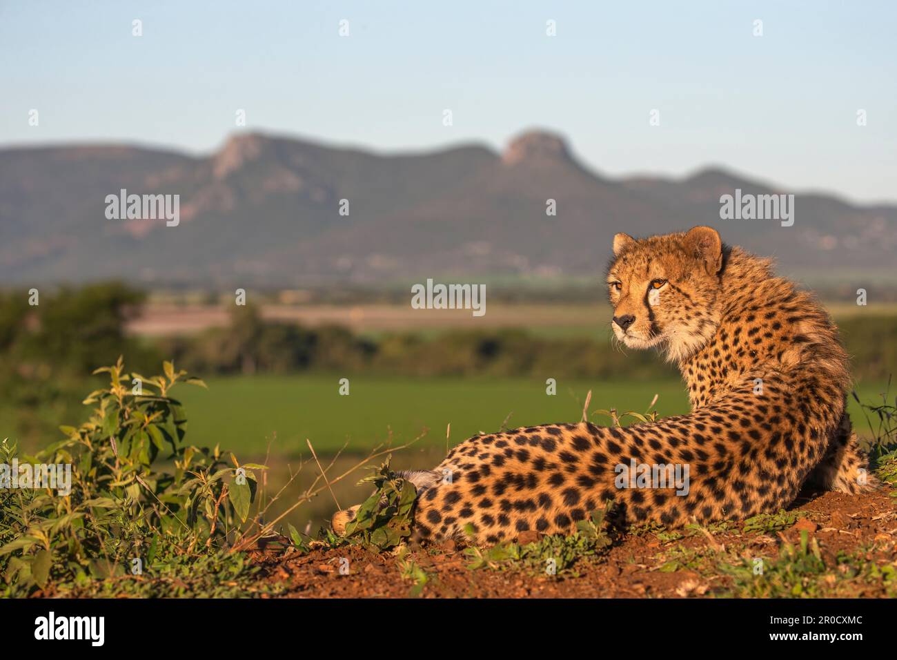Ghepardo (Acinonyx jubatus). Zimanga riserva di caccia privata, KwaZulu-Natal, Sudafrica Foto Stock