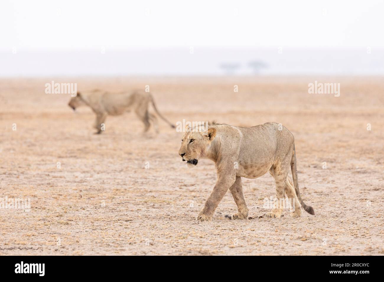 Lions (Panthera leo), parco nazionale di Amboseli, Kenya Foto Stock