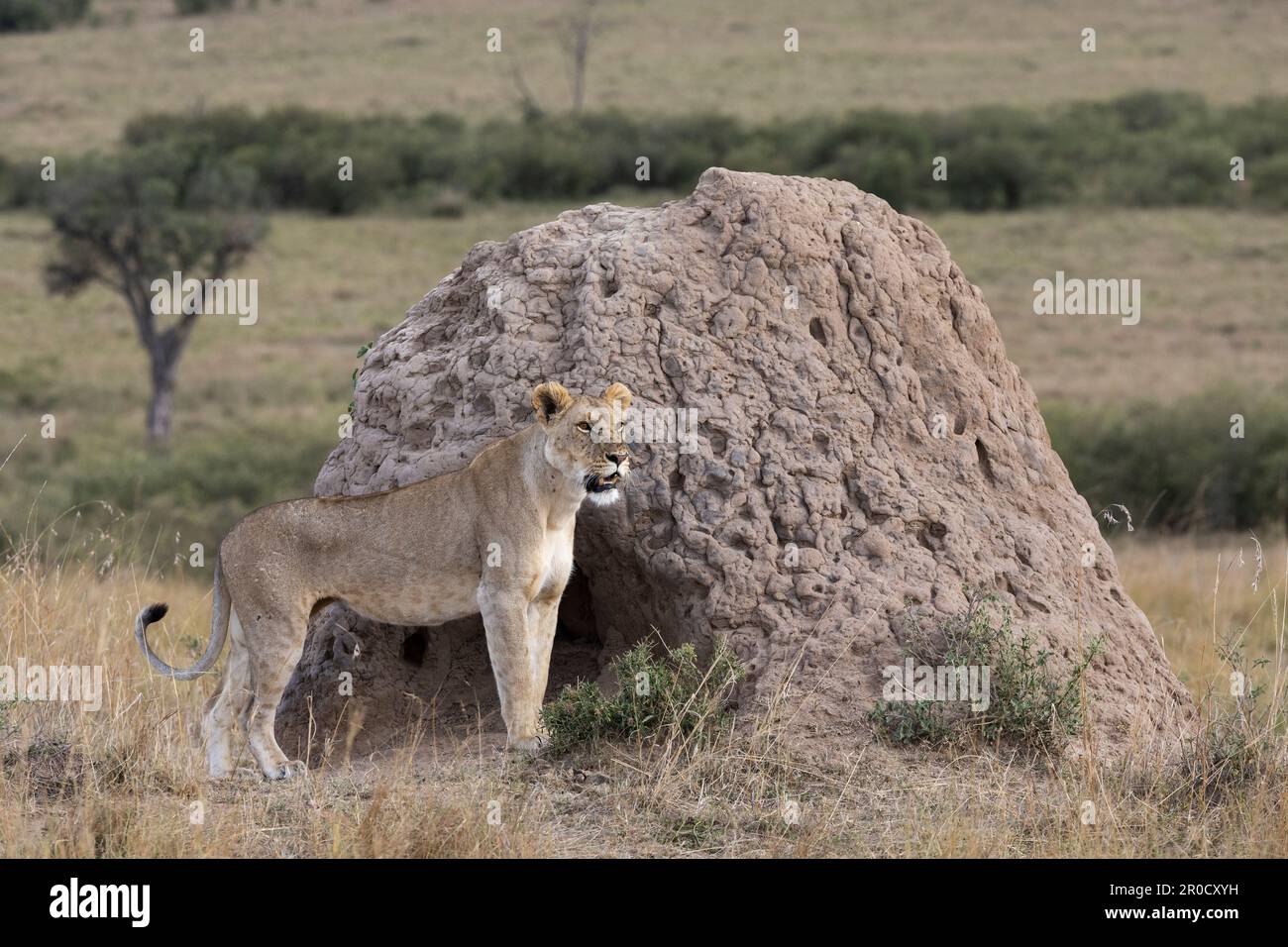 Leonessa (Panthera leo), il Masai Mara, Kenya Foto Stock