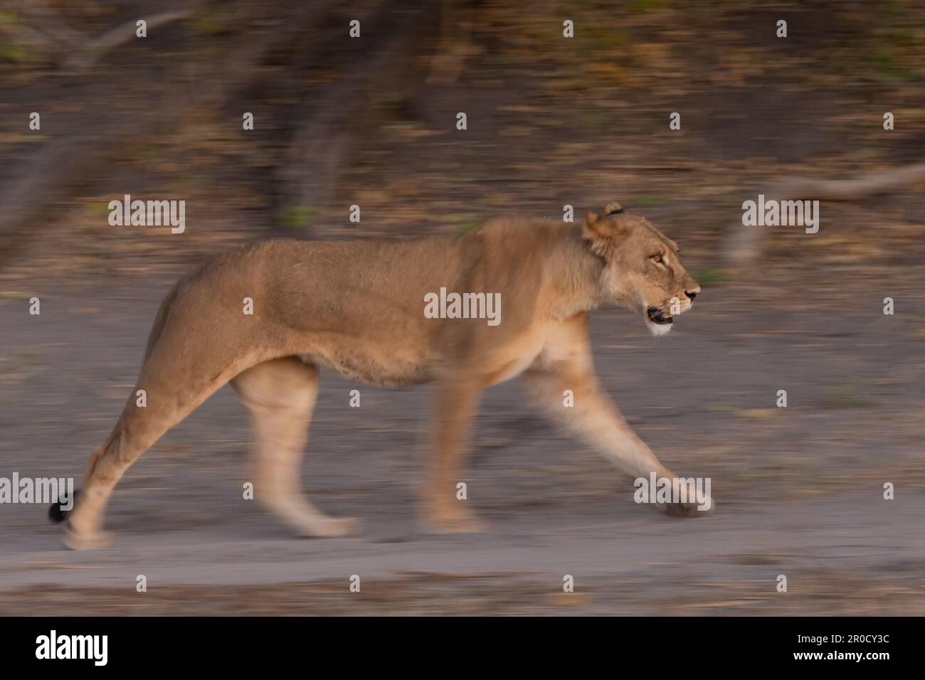 Lionessa (Panthera leo) in movimento, parco nazionale di Chobe, Botswana Foto Stock