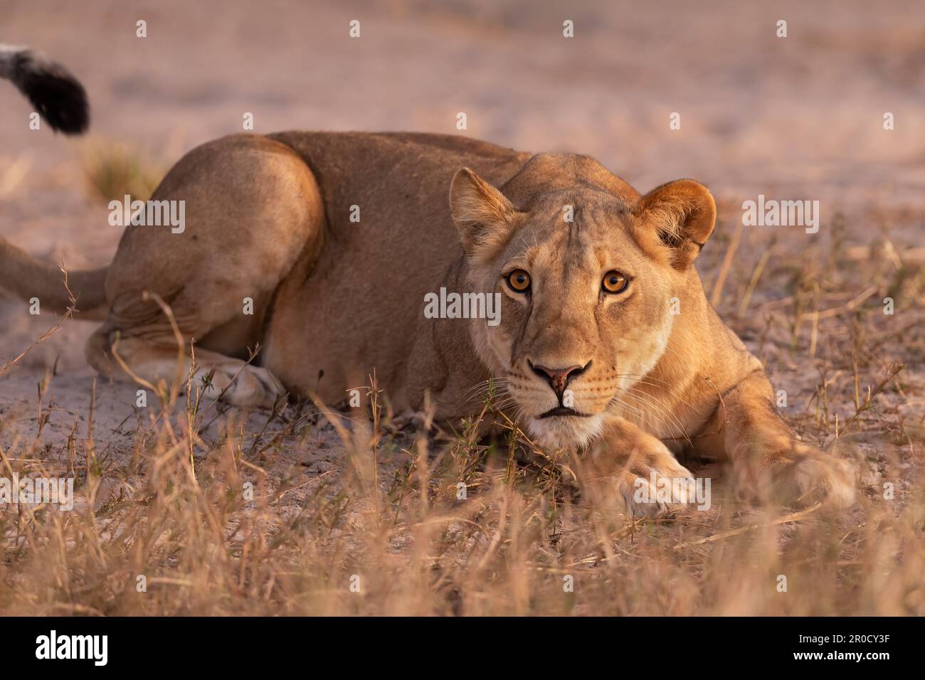 Lionessa (Panthera leo), parco nazionale di Chobe, Botswana Foto Stock