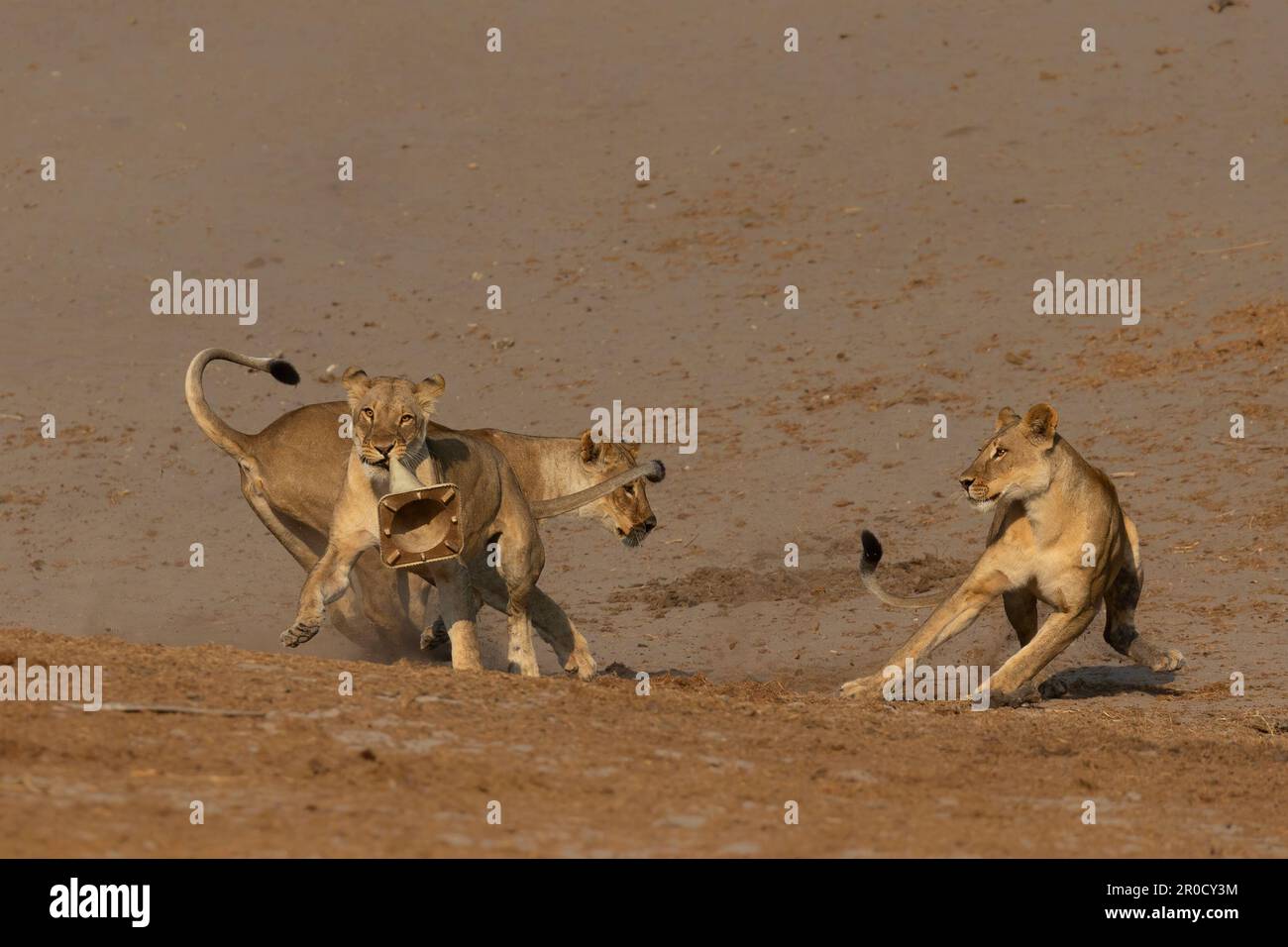 Lions (Panthera leo) che giocano con cono di traffico, parco nazionale di Chobe, Botswana Foto Stock