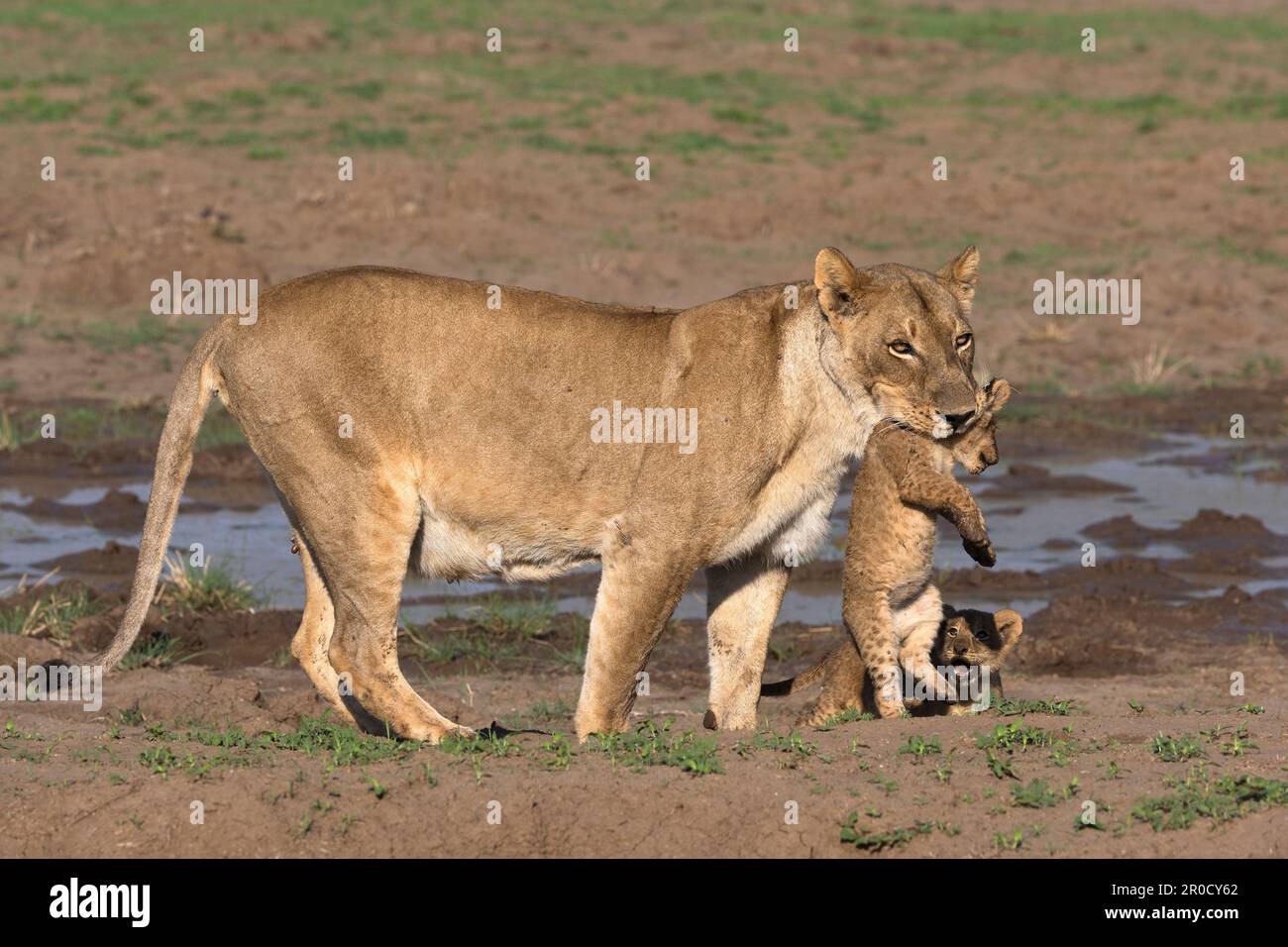 Leonessa (Panthera leo) con cuccioli, Mashatu riserva di caccia, Botswana Foto Stock