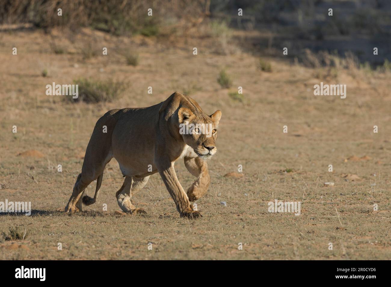 Lioness (Panthera leo) che si stalking, Kgalagadi parco transfrontaliero, Capo Settentrionale, Sudafrica Foto Stock