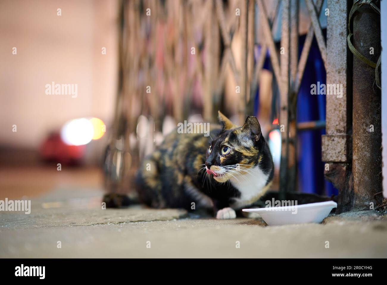 Un gatto nel mercato all'ingrosso della frutta a Hong Kong guardando inquisitivamente da parte Foto Stock