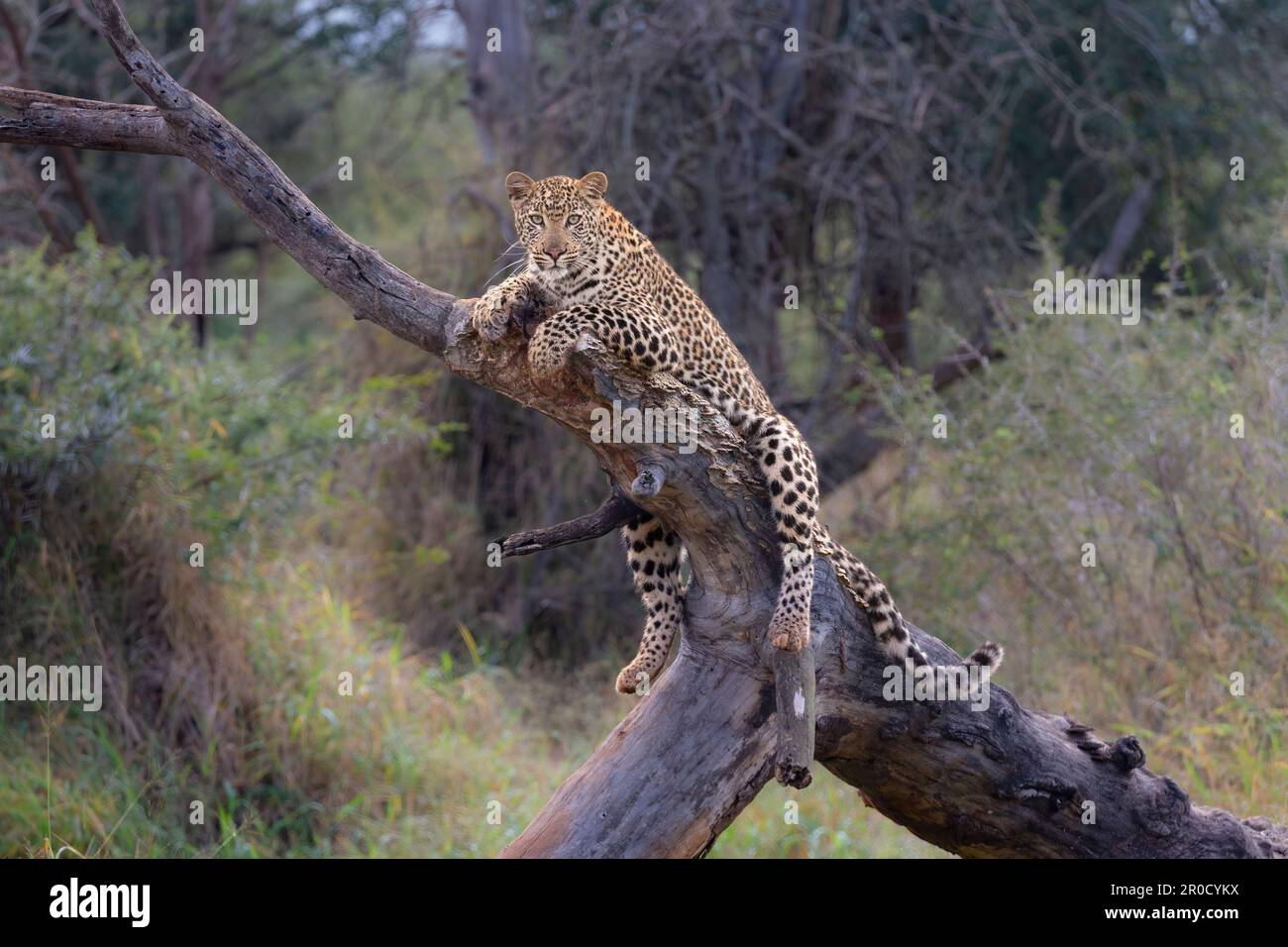 Leopardo (Panthera pardus) giovane maschio, Zimanga riserva di caccia privata, KwaZulu-Natal, Sudafrica Foto Stock