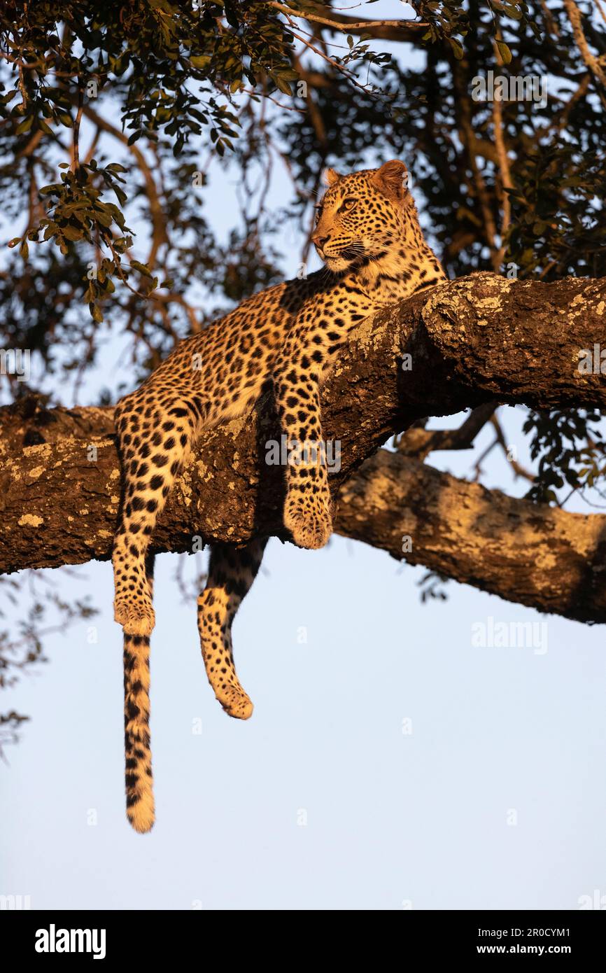 Leopardo (Panthera pardus), Zimanga riserva di caccia privata, KwaZulu-Natal, Sudafrica Foto Stock