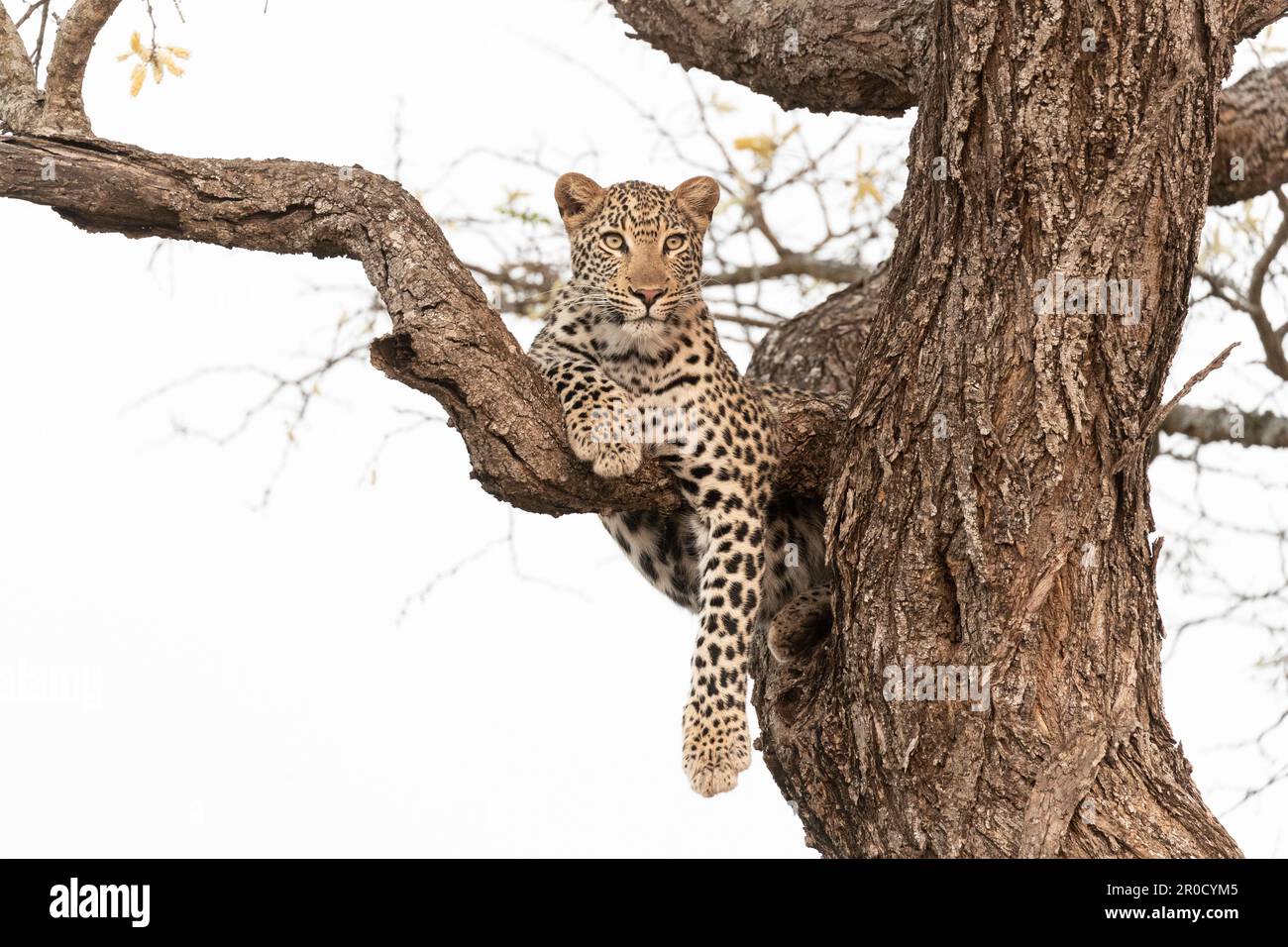 Leopardo (Panthera pardus), Zimanga riserva di caccia privata, KwaZulu-Natal, Sudafrica Foto Stock