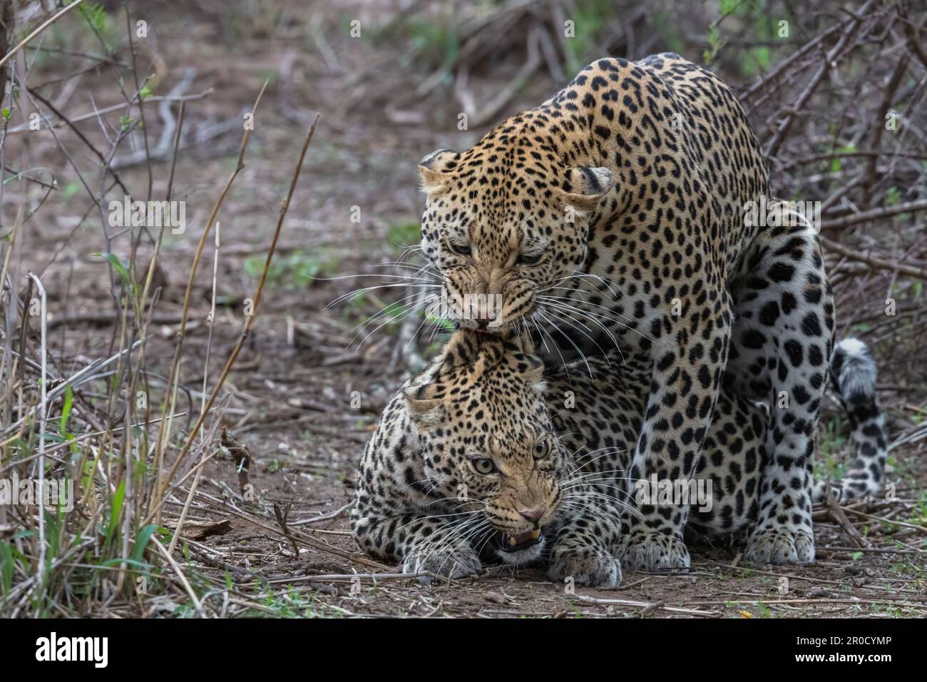 Leopardi (Panthera pardus) accoppiamento, Mashatu riserva di caccia, Botswana Foto Stock