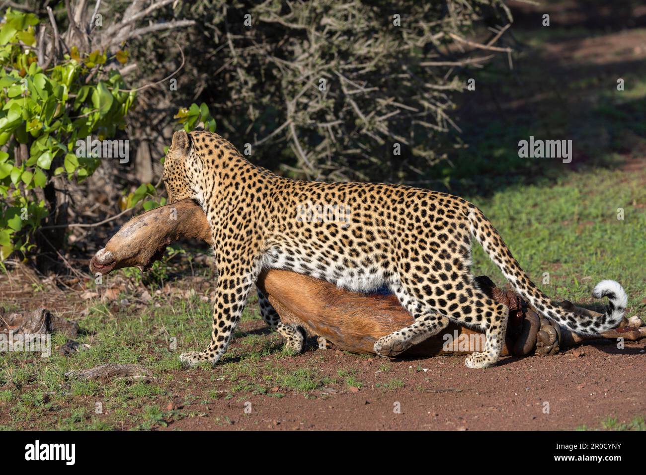Leopardo (Panthera pardus) trascinamento kill, Mashatu game Reserve, Botswana Foto Stock