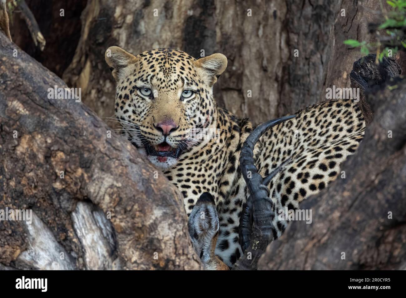 Leopardo (Panthera pardus) con kill in tree, Mashatu game Reserve, Botswana Foto Stock