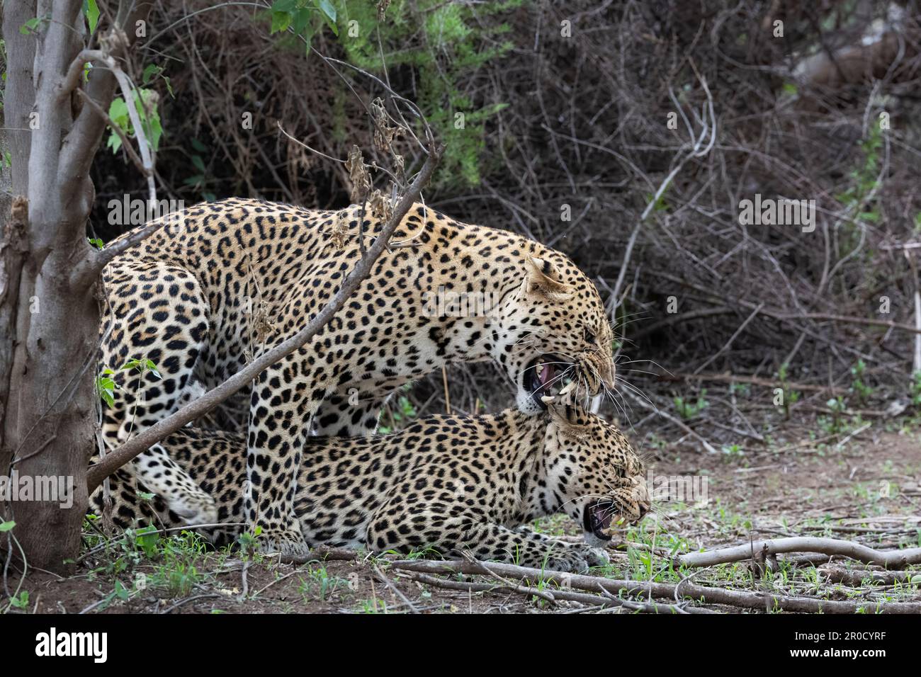 Leopardi (Panthera pardus) accoppiamento, Mashatu riserva di caccia, Botswana Foto Stock