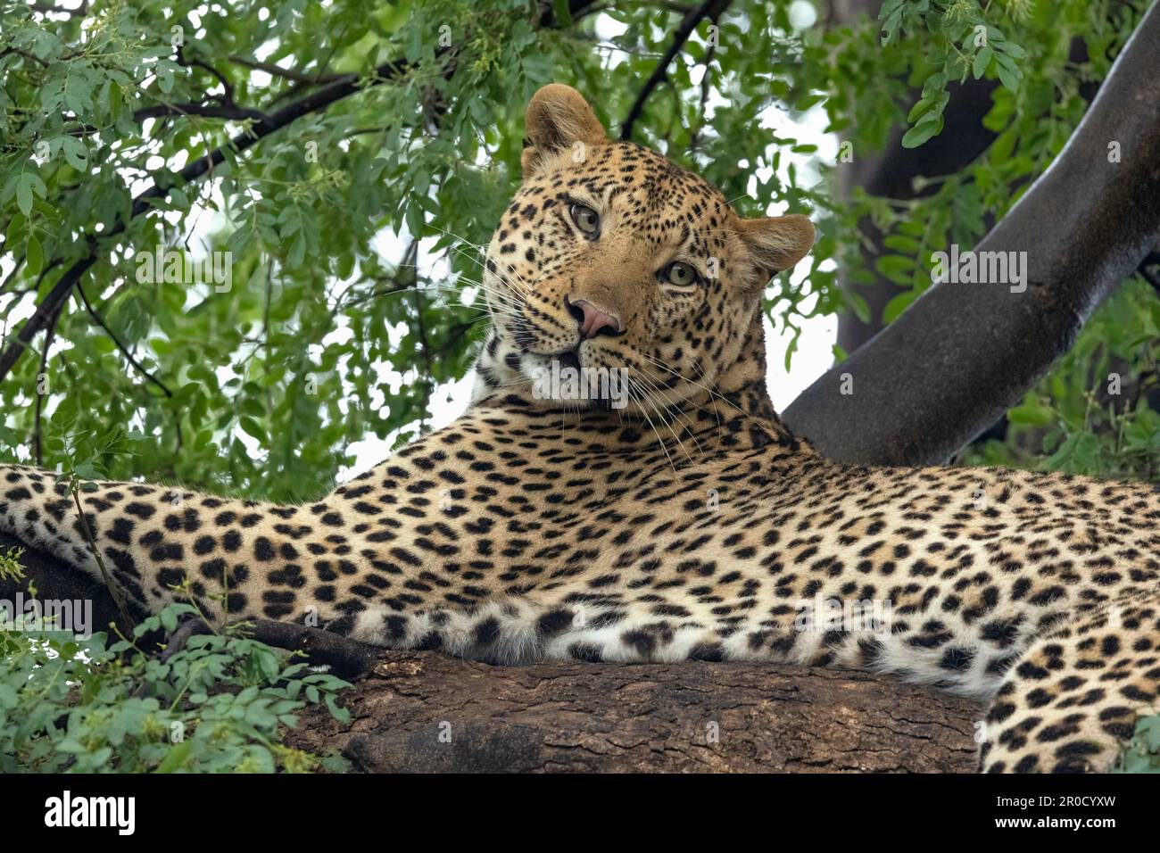 Leopardo (Panthera pardus), Mashatu game Reserve, Botswana Foto Stock