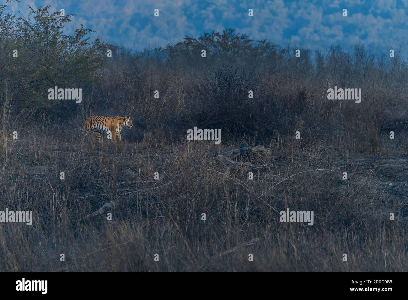 Questa immagine della tigre che cammina attraverso i boschi è presa al Parco Nazionale di Corbett in India Foto Stock