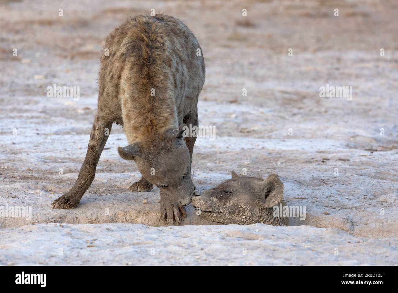 Iena macchiata (Crocuta crocuta) a den, parco nazionale di Amboseli, Kenya Foto Stock