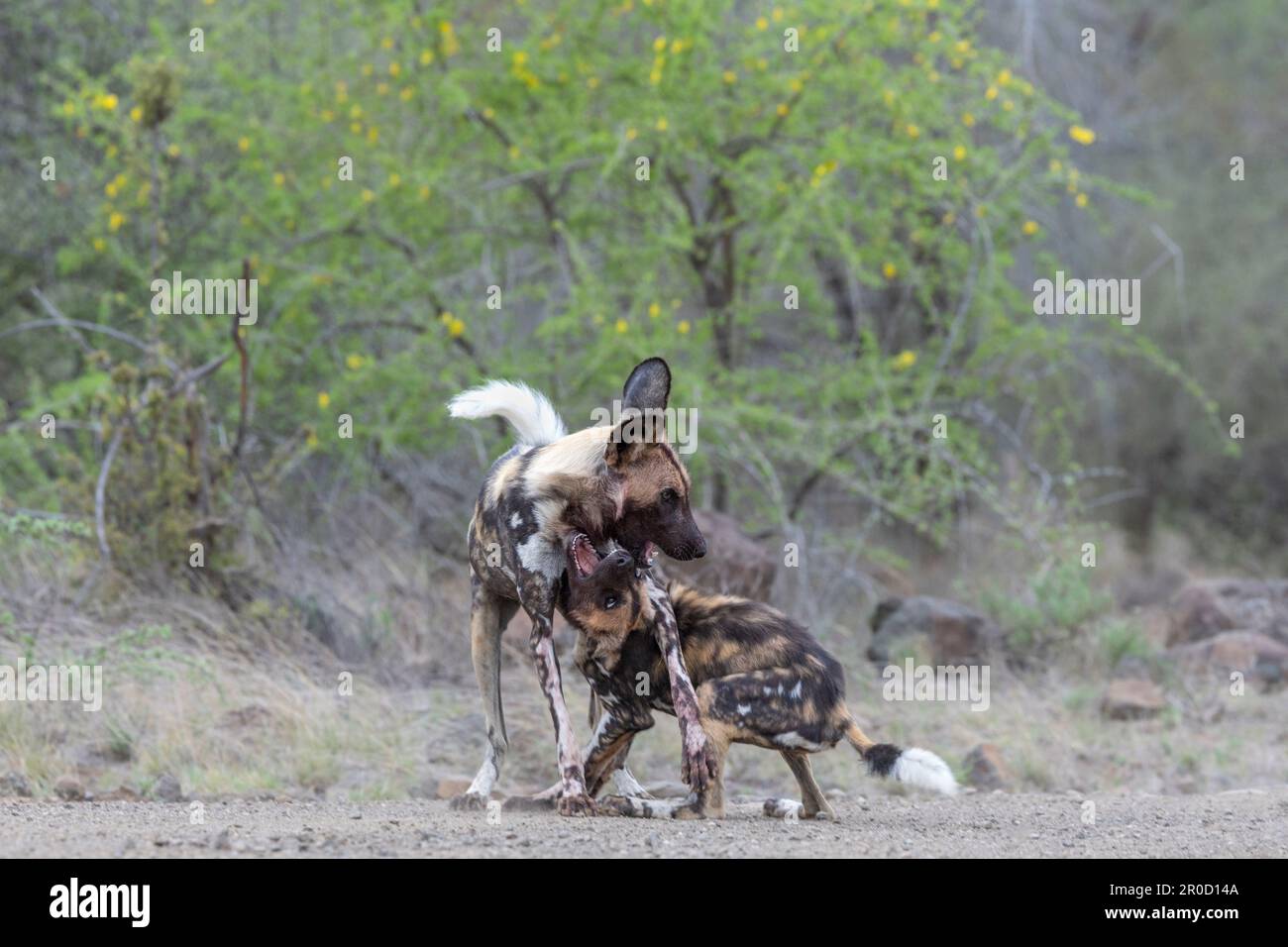 Cani selvatici africani (Licain pictus) in gioco, parco nazionale Kruger, Sudafrica Foto Stock