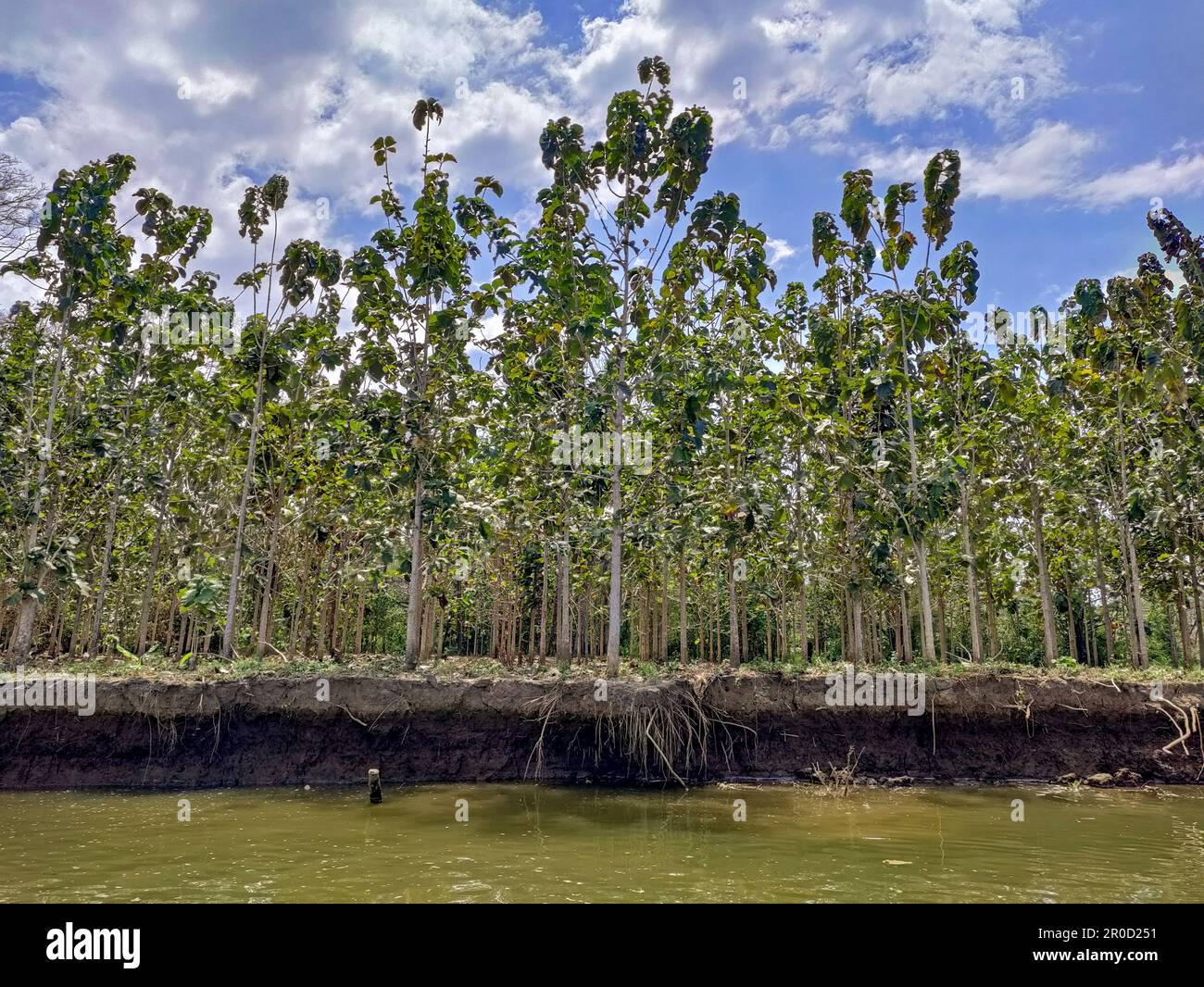 Tarcoles, Costa Rica - Una piantagione di teak (Tectona grandis) sulle rive del fiume Tarcoles. Foto Stock