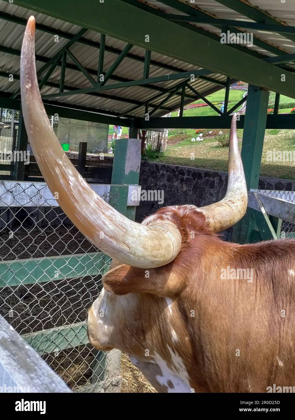 San Ramon, Costa Rica - Un Texas Longhorn sul terreno del ristorante El Jardin. Foto Stock