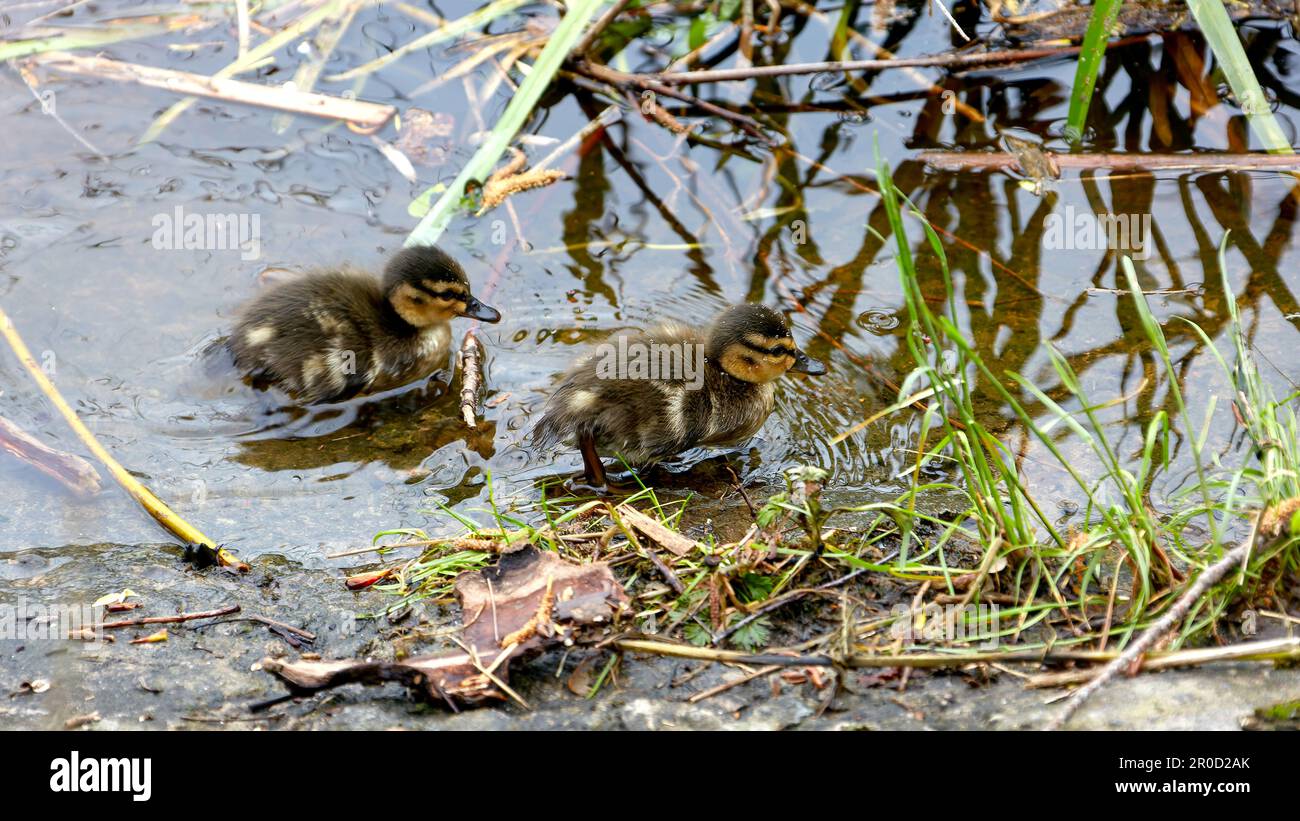 Immagine di due anatroccoli selvaggi sul fiume vicino alla riva Foto Stock