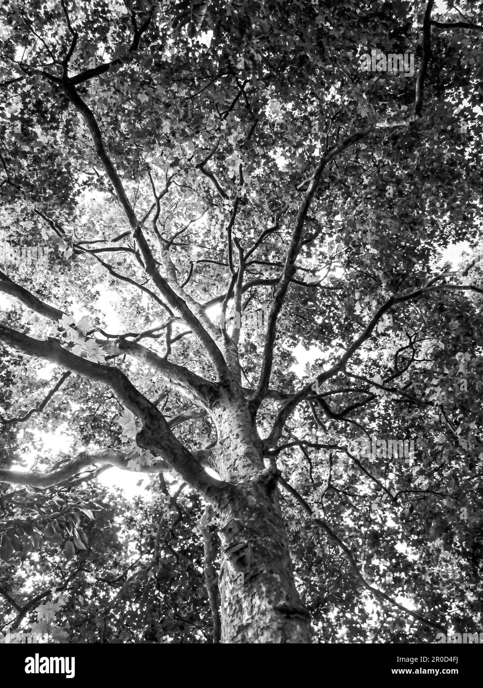 Guardando in su nella baldacchino verde lussureggiante di un grande albero di Sycamore nell'Inghilterra del sud. Foto Stock