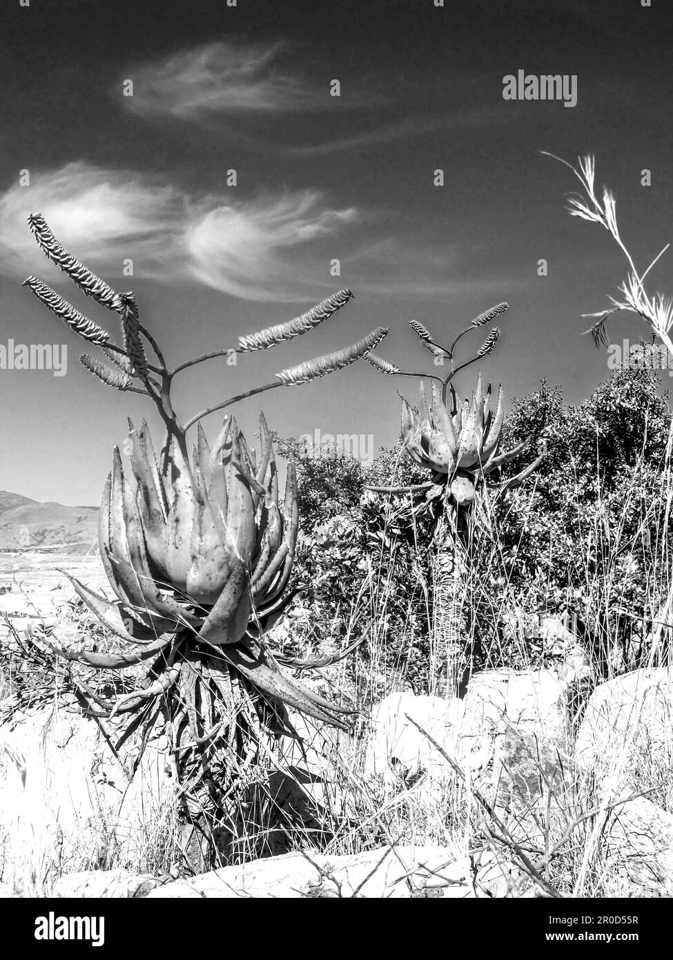 Bianco e nero di due Aloe di montagna in fiore su un piccolo affioramento roccioso nei Monti Baberton-Makhonjwa, Sud Africa Foto Stock