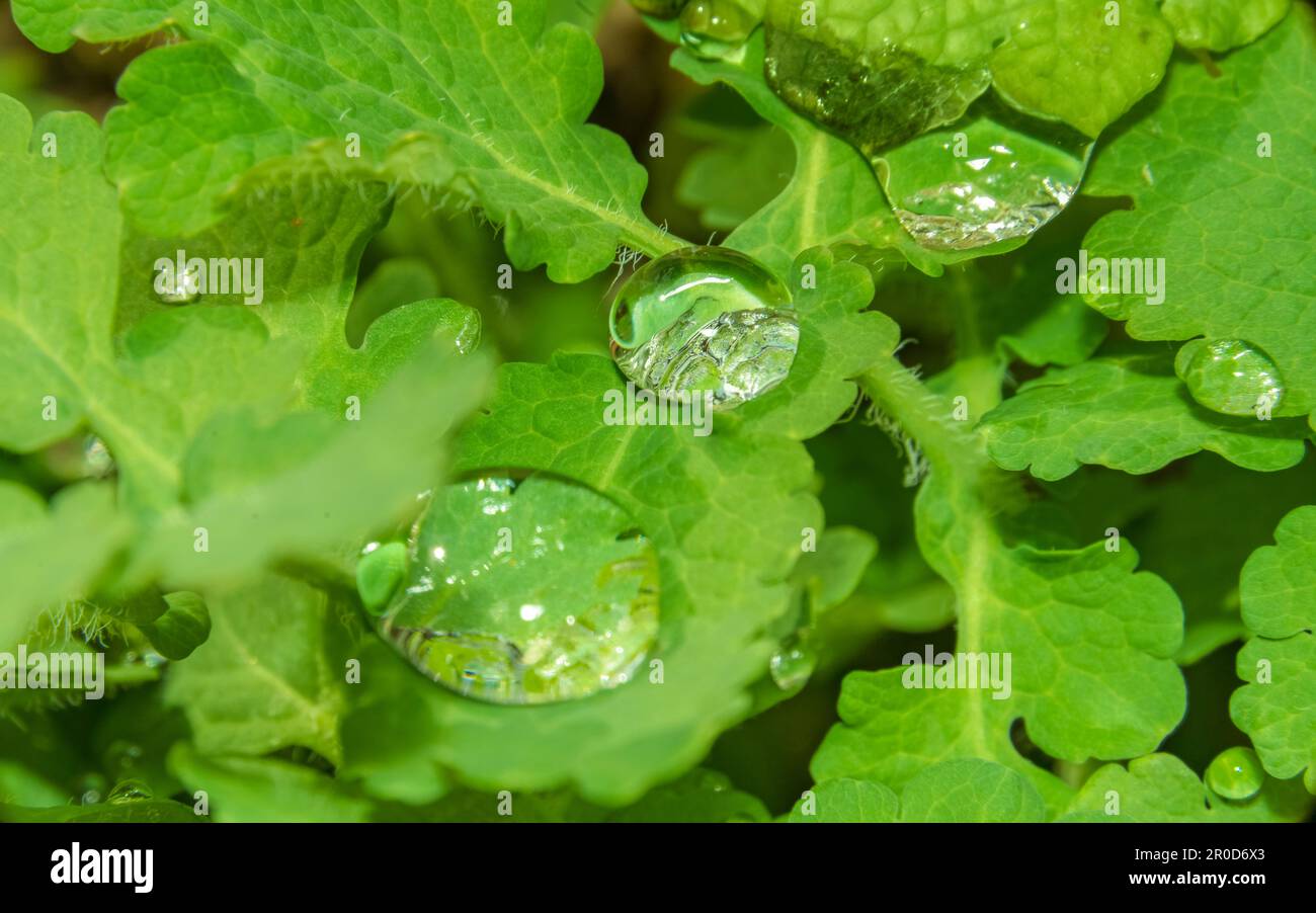 Macrofotografia con foglie verdi fresche e gocce d'acqua limpida Foto Stock