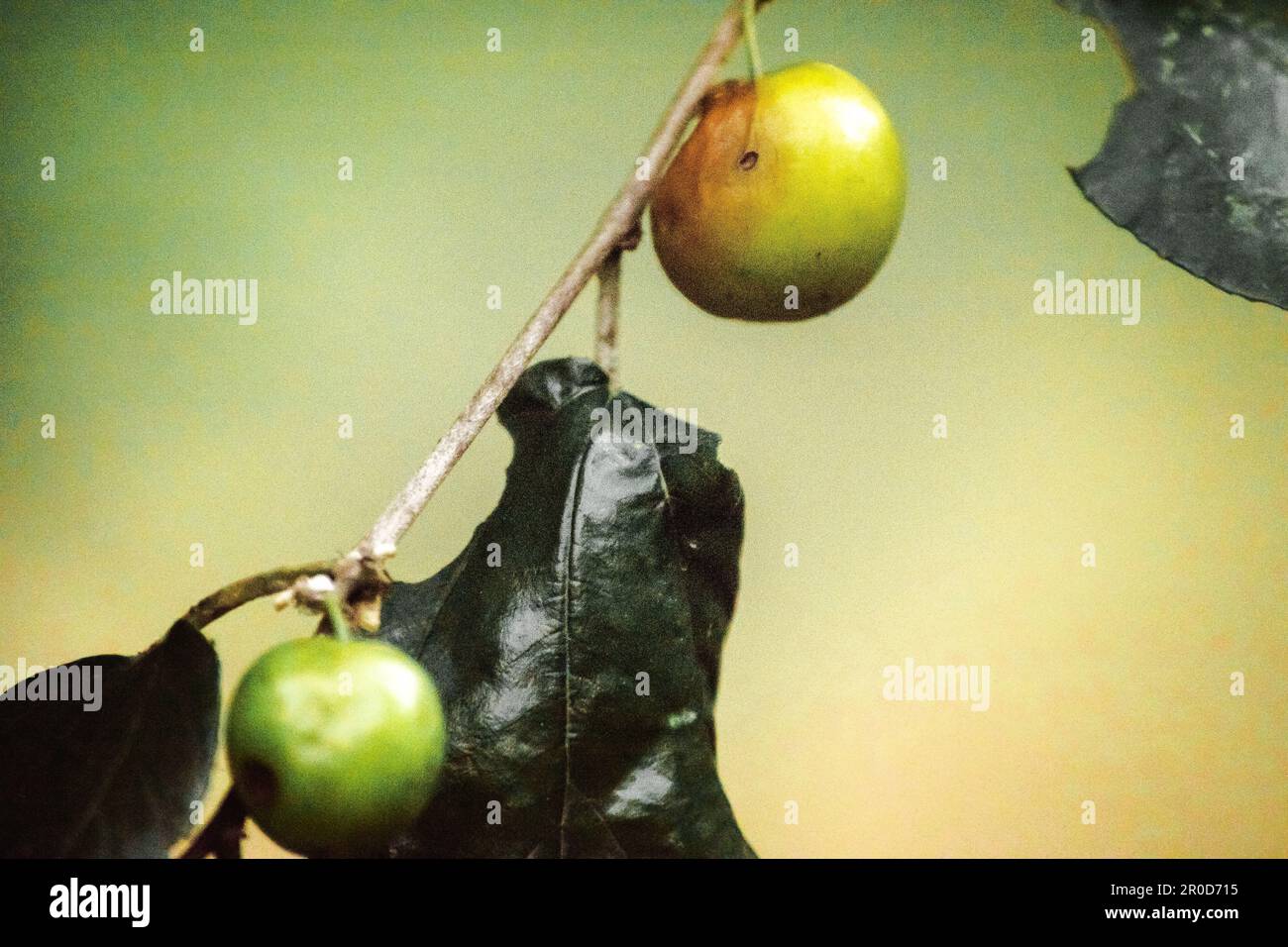 Jujube, un piccolo frutto con scorza rossastra, polpa bianca, sapore dolce. Foto Stock