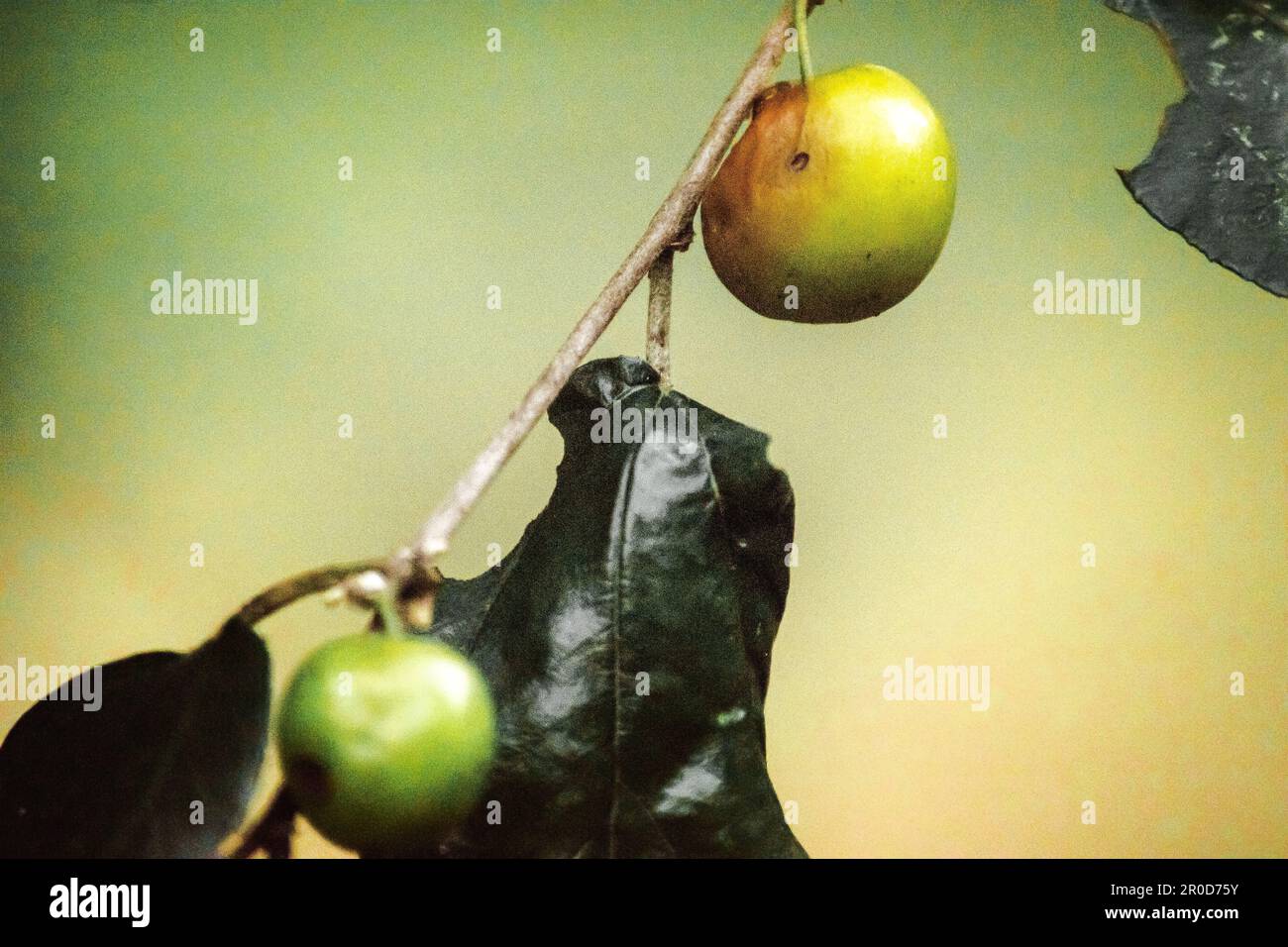 Jujube, un piccolo frutto con scorza rossastra, polpa bianca, sapore dolce. Foto Stock