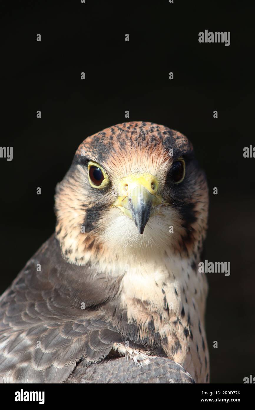 A Lanner Falcon (Falco biarmicus) dall'esperienza dell'uccello delle preda del Berkshire, si crogiola nel Sunshire al Great Missenden Food Festival, aprile 2023. Foto Stock