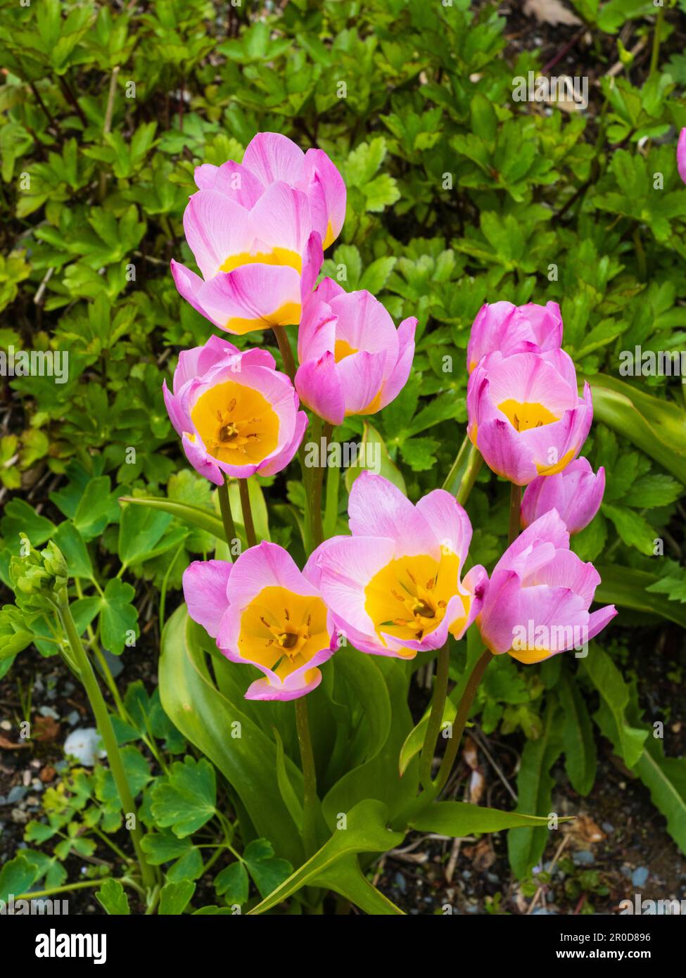 Fiori e fogliame della fioritura primaverile tulipani botanici, Tulipa saxatalis bakeri (Gruppo) 'Lilac Wonder' Foto Stock