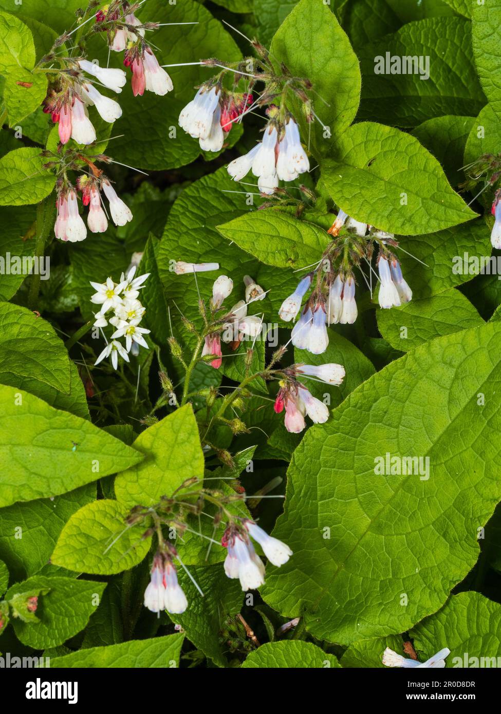 I fiori primaverili blu e bianchi del terreno che ricoprono la dura perenne Symphytum 'Hidcote Blue' si mescolano con l'aglio selvatico, l'Allium ursinum Foto Stock