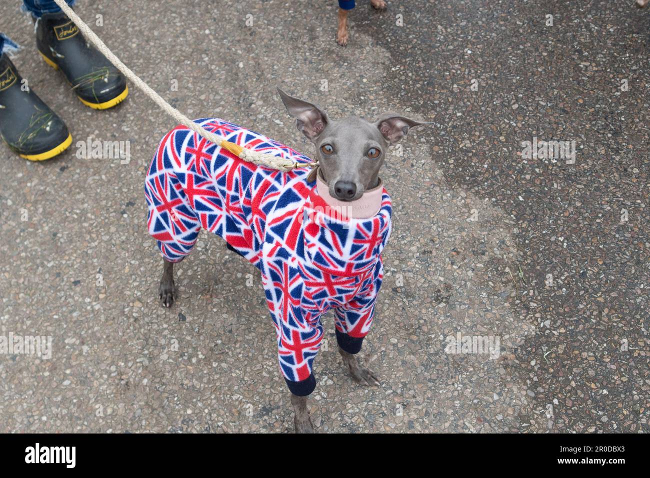 Windsor, Berkshire, Regno Unito. 8th maggio, 2023. Un cane indossa un cappotto Union Jack. Era ancora occupato a Windsor oggi, mentre la gente si riversava in città dopo la pubblicità del Concerto di incoronazione la scorsa notte al Castello di Windsor. Sua Maestà il Re rimane al Castello di Windsor. Credit: Maureen McLean/Alamy Live News Foto Stock