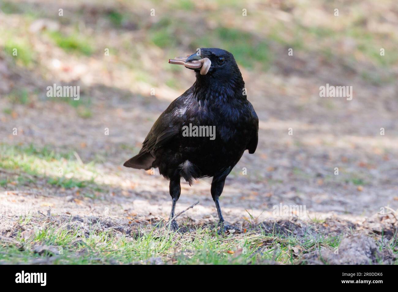 Un Carrion Crow predica un verme lento nella foresta Ashdown, Sussex, Regno Unito Foto Stock