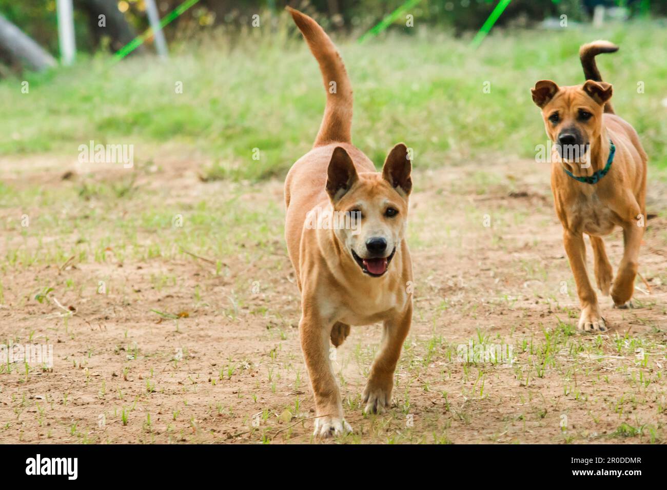 Sul prato corrono due cuccioli maschi thai bruni. Foto Stock