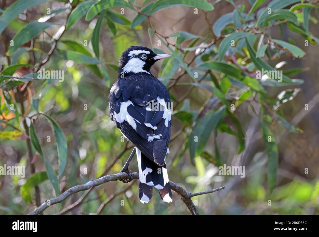 Magpie-lark (Grallina cyanoleuca cyanoleuca) adulto arroccato su ramoscello sud-est Queensland, Australia. Marzo Foto Stock