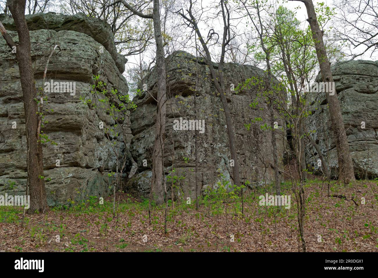 Guardando verso l'alto tre massi massicci quasi quadrati strettamente insieme in una fila circondata da alberi in una foresta nel Tennessee centrale nel Cumberland Foto Stock