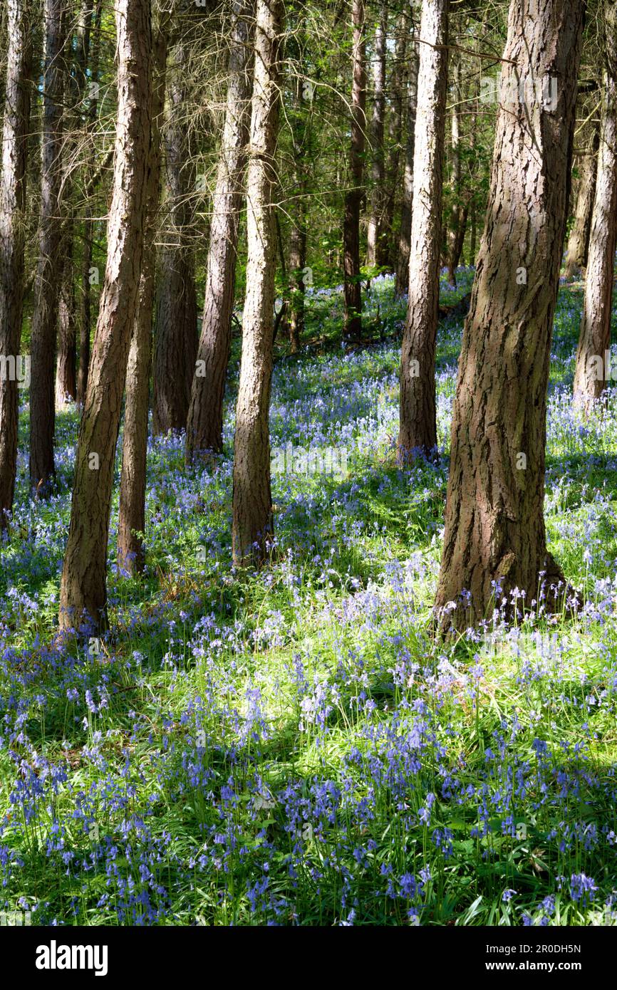Pavimento in legno moquette di bluebells Foto Stock