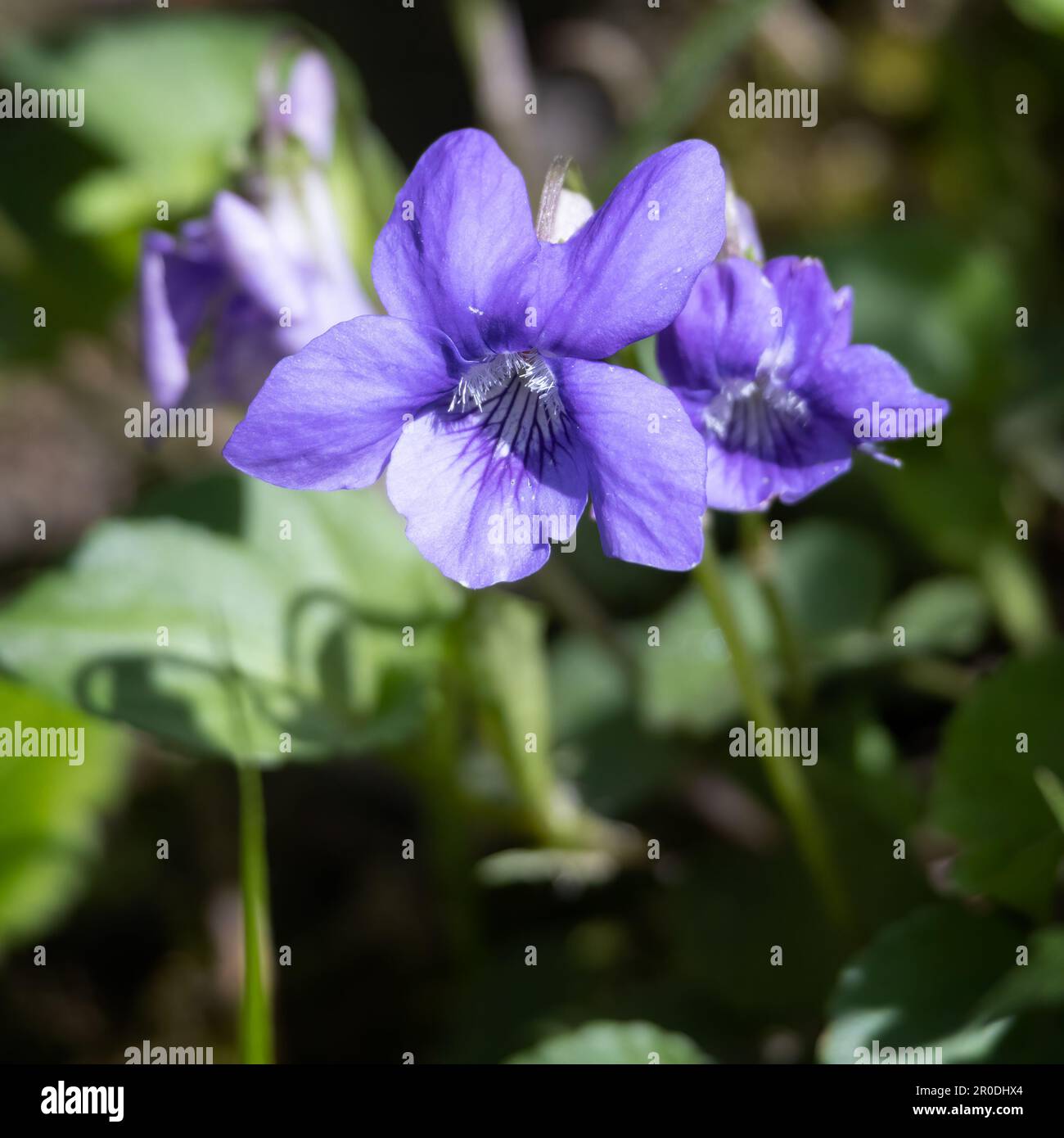 Legno Viola, Viola riviniana RCHB, fiorendo nel sole primaverile vicino East Grinstead Foto Stock