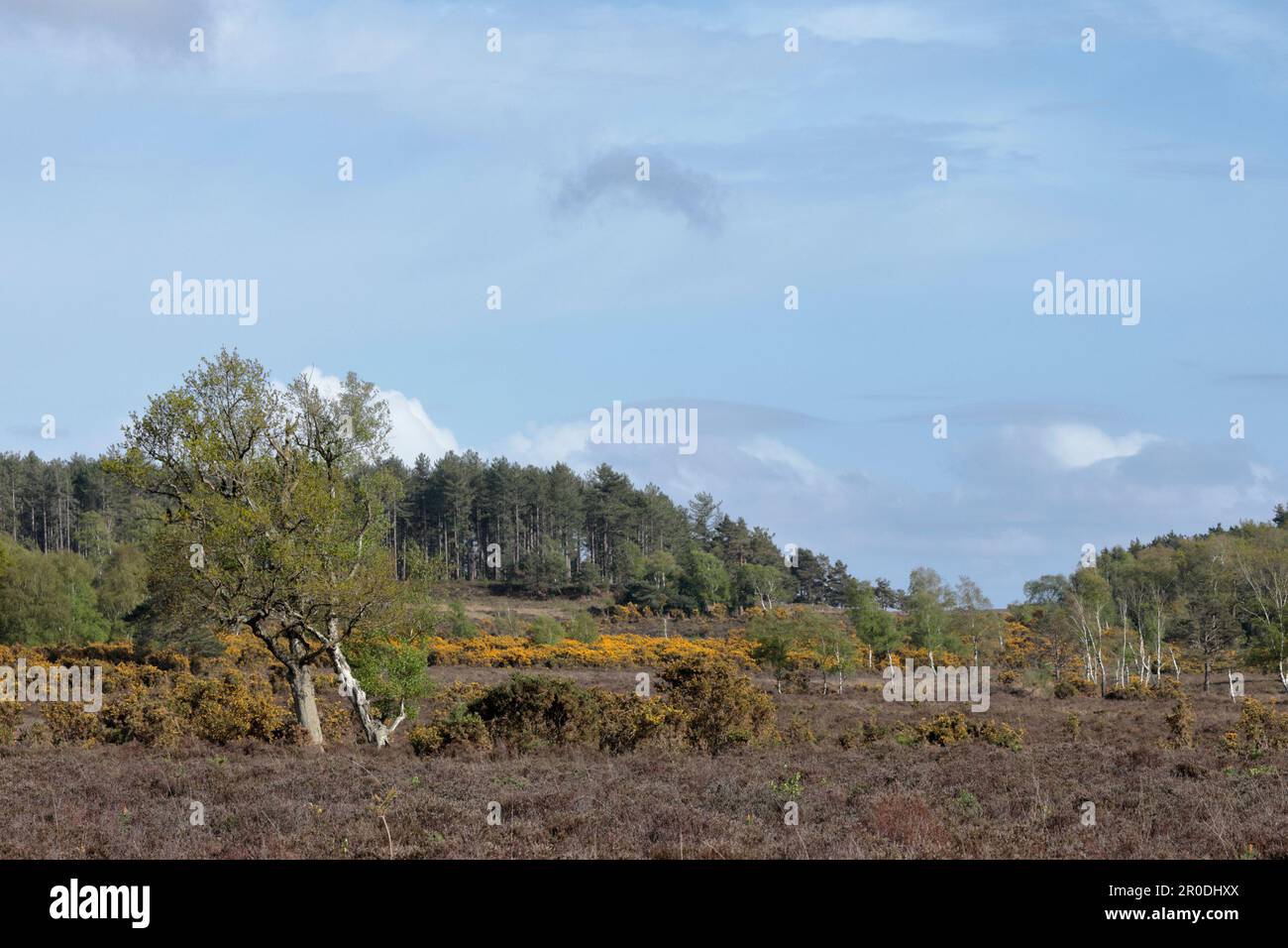 Una vista attraverso il paesaggio delle brughiere della Nuova Foresta con erica, gola e alberi sullo sfondo Foto Stock