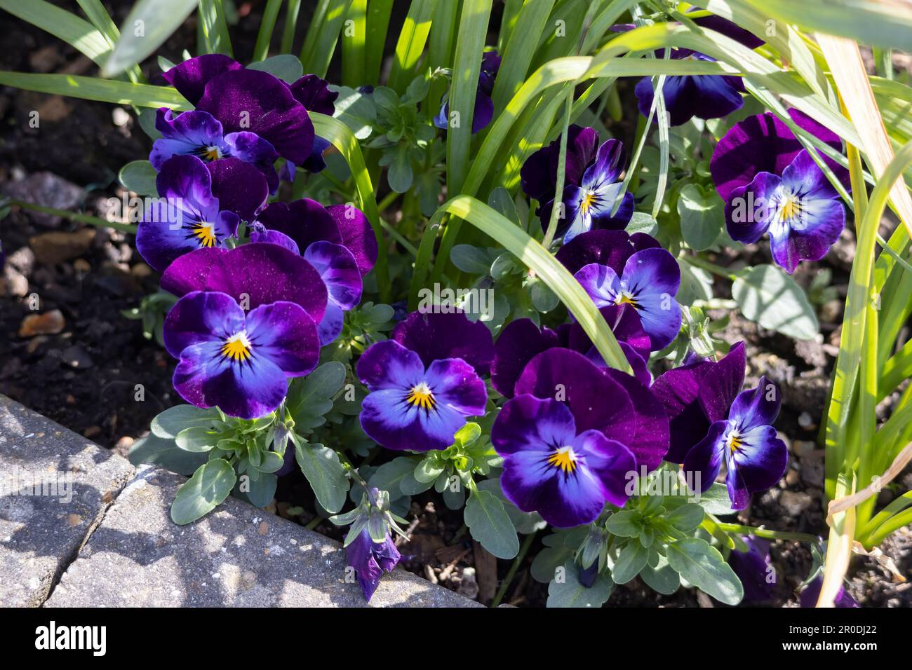 Pansie colorate fiorite nel sole primaverile Foto Stock