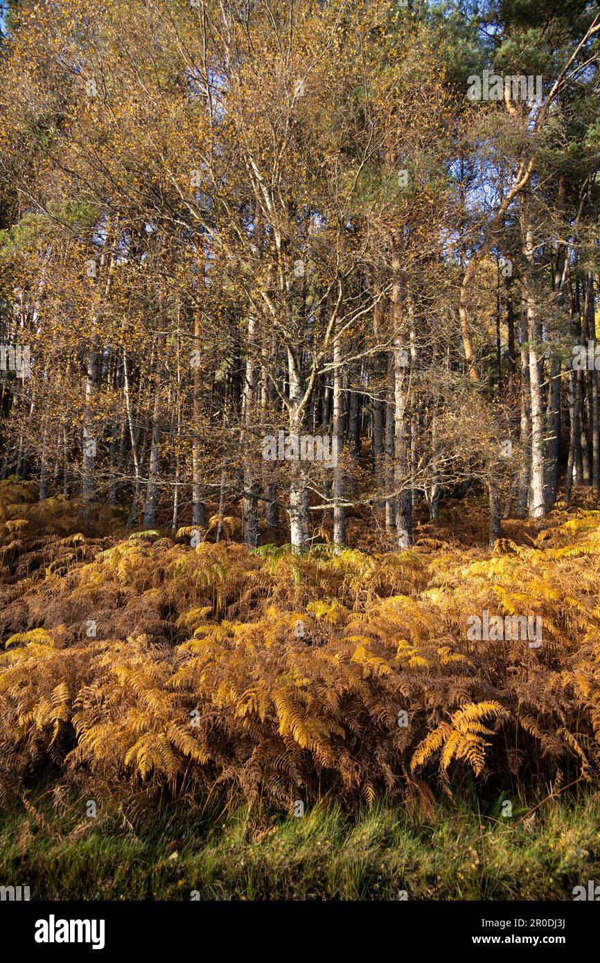 Auitumn Silver Birches, Glen Affric vicino a Cannich, Highlands Scozia Foto Stock