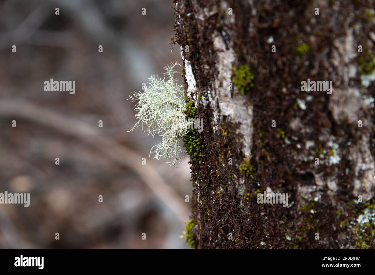 Lichene di Oakmuss che cresce sul lato dell'albero Foto Stock