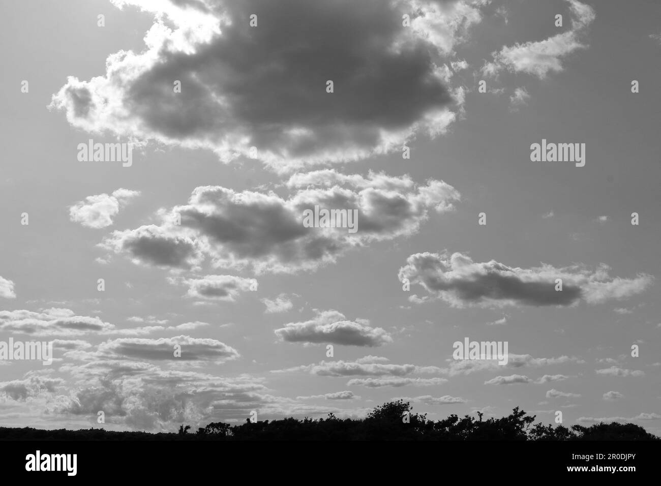 Un cielo nuvoloso sopra gli alberi nella Nuova Foresta, fotografia in bianco e nero Foto Stock