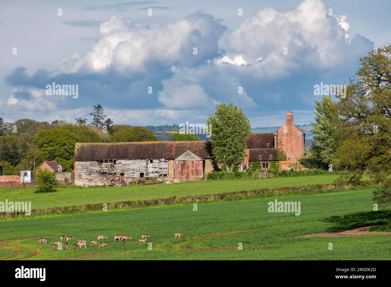 Una mandria di daini selvatici che pascolano su un campo di grano nuovo in primavera (Shropshire, UK) Foto Stock