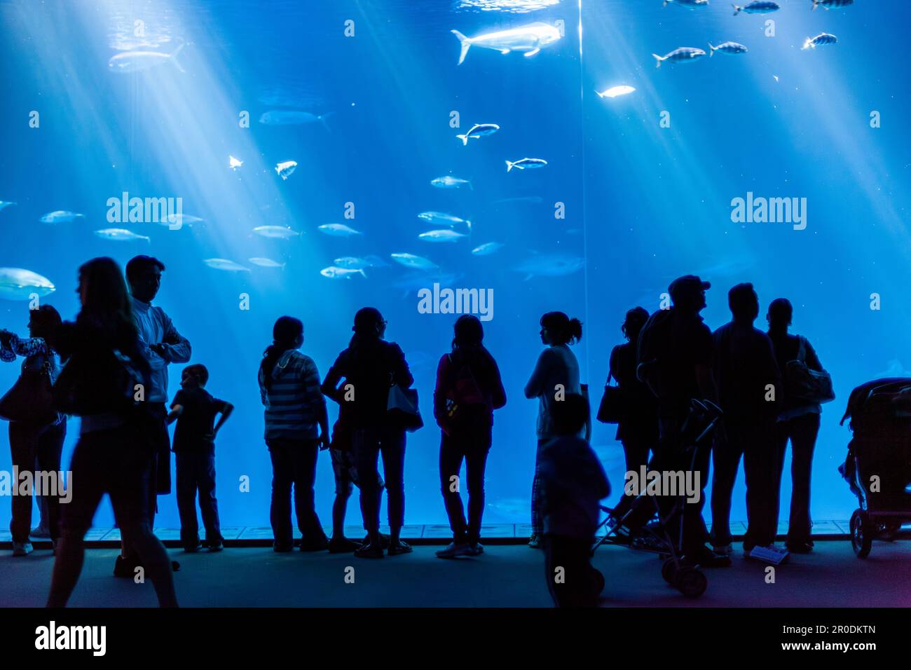 Monterey, USA - 22 giugno 2012: Le persone amano scattare foto dei grandi pesci dell'acquario di Monterey. Foto Stock
