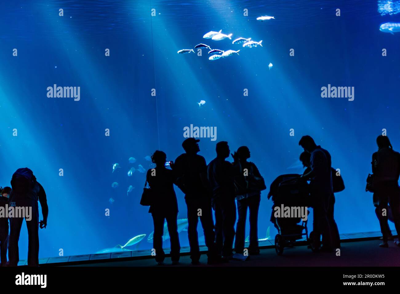 Monterey, USA - 22 giugno 2012: Le persone amano scattare foto dei grandi pesci dell'acquario di Monterey. Foto Stock