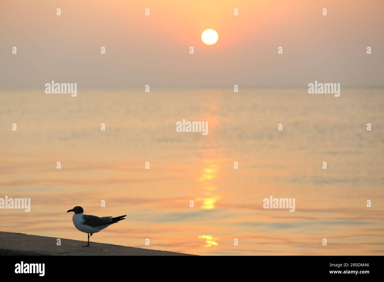 Gabbiano di mare al tramonto Foto Stock
